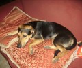 Χάθηκε σκύλος στο Ελληνικό Αττικής