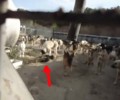 Κολαστήριο για τα σκυλιά το Δημοτικό Κυνοκομείο Φλώρινας (βίντεο)