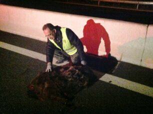 Καστοριά: Άλλη μια αρκούδα νεκρή σε τροχαίο στην Εγνατία Οδό