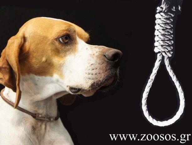 Αμαλιάδα: Οι αστυνομικοί έσωσαν τον σκύλο που βρήκαν κρεμασμένο