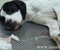 Λαμία: Ζητούν Έλληνες κτηνιάτρους να προσφέρουν εθελοντικά