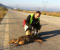 Καστοριά: Νεαρή λύκαινα νεκρή σε τροχαίο