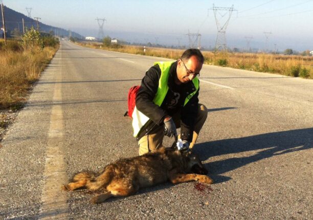 Καστοριά: Νεαρή λύκαινα νεκρή σε τροχαίο