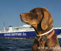 Σκύρος: Τα κυνηγόσκυλα πέθαναν μέσα στα σκυλόκουτα των αυτοκινήτων στο γκαράζ του πλοίου!
