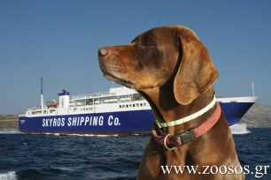 Σκύρος: Τα κυνηγόσκυλα πέθαναν μέσα στα σκυλόκουτα των αυτοκινήτων στο γκαράζ του πλοίου!