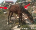 Σταυρούπολη Θεσσαλονίκης: Παράτησαν το σκελετωμένο και τραυματισμένο άλογο;