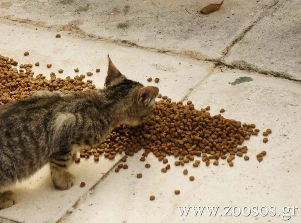 H ανθρωπιά κρύβεται μέσα σ’ ένα σακουλάκι…