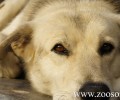Καταγγέλλουν την κακοποίηση των σκυλιών σε παράνομη πανσιόν με την ανοχή του Δήμου Παπάγου – Χολαργού