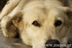 Καταγγέλλουν την κακοποίηση των σκυλιών σε παράνομη πανσιόν με την ανοχή του Δήμου Παπάγου – Χολαργού