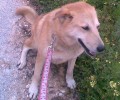 Χάθηκε θηλυκός σκύλος στην Παλλήνη Αττικής