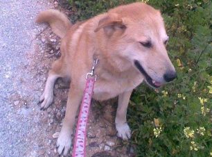Χάθηκε θηλυκός σκύλος στην Παλλήνη Αττικής