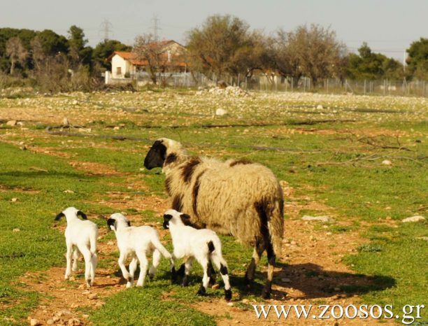 Χανιά: Η Πυροσβεστική έσωσε το ζωηρό προβατάκι