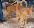 Πότε θα δικαστεί ο 60χρονος που σκότωσε 4 γάτες στον Κόκκινο Πύργο Μεσσαράς Ηρακλείου;