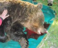 Χάσια Τρικάλων: Εκτέλεσε την αρκούδα πυροβολώντας την στο κεφάλι
