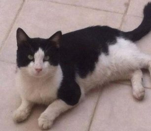 Χάθηκε ασπρόμαυρη γάτα στα Βριλήσσια Αττικής