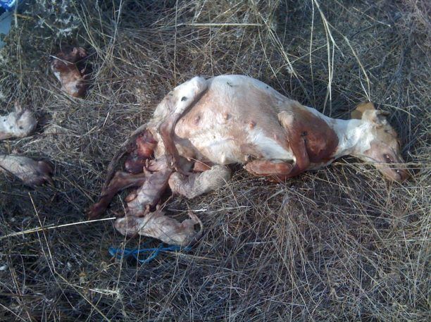 Αλυκές Βόλου: Σκότωσαν την σκυλίτσα ενώ γεννούσε