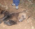 Η έβδομη νεκρή αρκούδα σε τροχαίο στην Εγνατία Οδό το 2013 στην Κοζάνη