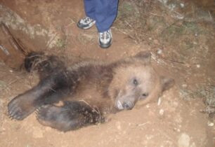 Η έβδομη νεκρή αρκούδα σε τροχαίο στην Εγνατία Οδό το 2013 στην Κοζάνη