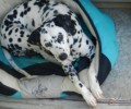 Υιοθετήθηκε - Χαρίζουν τη σκυλίτσα από τη Δαλματία που βρέθηκε στα Χανιά…