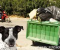 Ζητούν την παραδειγματική τιμωρία των υπαλλήλων που έλιωσαν στο Καστρίτσι Πάτρας σκύλο μέσα στο απορριμματοφόρο