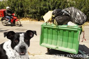 Πάτρα: 29-5-2017 η δίκη 2 δημοτικών υπαλλήλων που σκότωσαν σκύλο συνθλίβοντας τον σε απορριμματοφόρο το 2013 στο Καστρίτσι