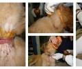 Αγρίνιο: Απάλλαξαν τον σκύλο από τη συρμάτινη θηλιά που του έσφιγγε για μήνες τον λαιμό