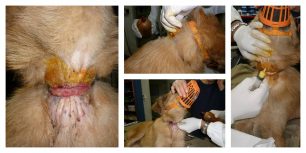 Αγρίνιο: Απάλλαξαν τον σκύλο από τη συρμάτινη θηλιά που του έσφιγγε για μήνες τον λαιμό