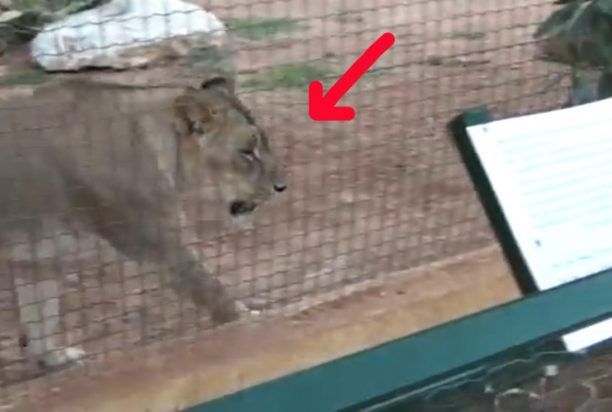 Λιοντάρι βασανίζεται φυλακισμένο στο Αττικό Ζωολογικό Πάρκο. Δείτε τι είναι η στερεοτυπική συμπεριφορά (βίντεο)