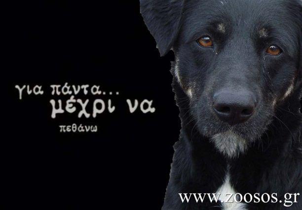 Μια ιστορία με ήρωες έναν κακοποιημένο σκύλο και έναν κακοποιημένο άνθρωπο