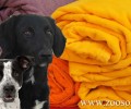Έκκληση για κουβέρτες για τ’ αδέσποτα σκυλιά της Καρδίτσας
