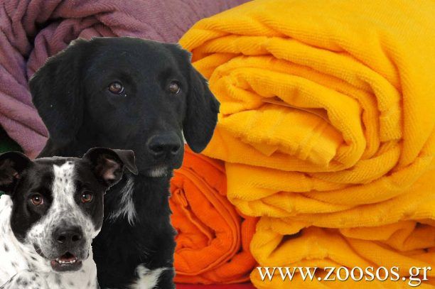 Έκκληση για κουβέρτες για τ’ αδέσποτα σκυλιά της Καρδίτσας