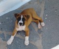 Βρέθηκε - Χάθηκε σκύλος ράτσας Μπόξερ στη Νέα Ιωνία Αττικής
