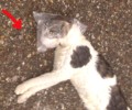 Μυρσίνη Ηλείας: Με πλαστική σακούλα έπνιξε τη γάτα