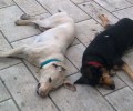 Δηλητηρίασαν τα σκυλιά στην πλατεία της Άμφισσας