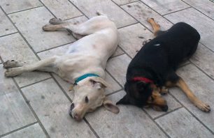 Δηλητηρίασαν τα σκυλιά στην πλατεία της Άμφισσας