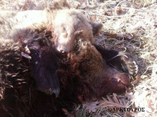 Ας γίνει αυτό το έγκλημα ευκαιρία να καταλάβουμε τις αρκούδες!