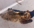 Φλώρινα: Άλλο ένα νεκρό αρκουδάκι