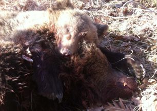 Πολυάνεμος Καστοριάς: Το αρκουδάκι πέθανε αγκαλιάζοντας τη νεκρή από τα σκάγια μάνα του!