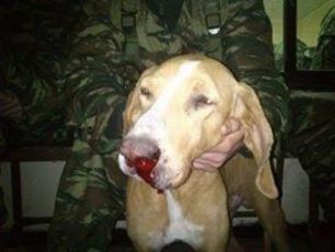 Αυλώνας: Αρνούνται τις κατηγορίες έδωσαν άδεια για τη φροντίδα των ζώων του στρατοπέδου