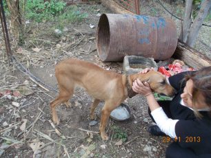 Κρήτη: Ολοκληρώθηκε η εκστρατεία εντοπισμού κακοποιημένων ζώων από την ΕΛ.ΑΣ.