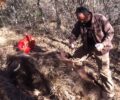 34 περιστατικά δολοφονιών αρκούδας τα τελευταία χρόνια