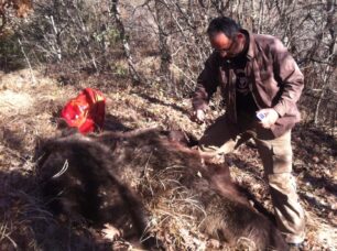 34 περιστατικά δολοφονιών αρκούδας τα τελευταία χρόνια