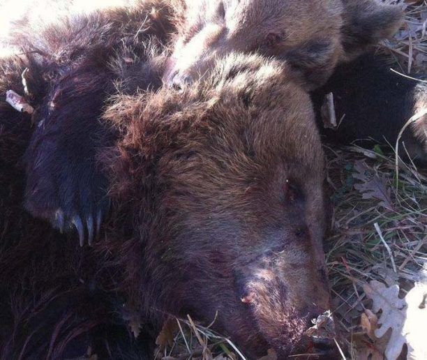 Πολυάνεμος Καστοριάς: Σκότωσαν και την αρκούδα και το αρκουδάκι της!