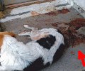 Μελίκη Ημαθίας: Σκότωσαν τα κουτάβια της σκυλίτσας του μέσα στην αυλή του