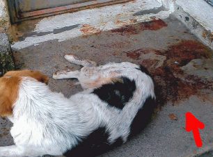 Μελίκη Ημαθίας: Σκότωσαν τα κουτάβια της σκυλίτσας του μέσα στην αυλή του