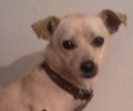 Χάθηκε σκύλος στο Ρίο Αχαΐας