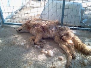Δημοτικό Κυνοκομείο Σερρών: 150 σκυλιά νεκρά από ασθένειες μέσα σε 45 μέρες