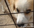 Ο Φ.Ο.Σ. καταγγέλλει επισήμως την εξόντωση των ζώων εντός Δημοτικού Κυνοκομείου Σερρών