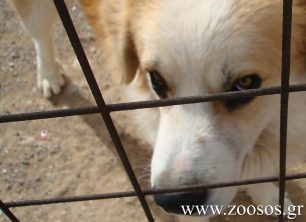 Ο Φ.Ο.Σ. καταγγέλλει επισήμως την εξόντωση των ζώων εντός Δημοτικού Κυνοκομείου Σερρών