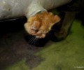 Χίος: Η Πυροσβεστική απεγκλώβισε το γατάκι